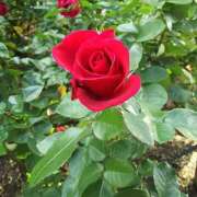 ヒメ日記 2025/05/19 19:16 投稿 カナエ 月兎（GET）