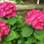 ヒメ日記 2025/06/09 18:29 投稿 カナエ 月兎（GET）