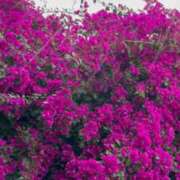 ヒメ日記 2026/02/06 18:36 投稿 MARIA 俺のジュニア