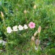 あまね 🌸⸝⸝やっぱり春だねぇ〜♡ 人妻密会