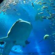 ヒメ日記 2025/08/21 08:11 投稿 ゆきの ラブハート