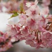 ヒメ日記 2025/04/14 23:07 投稿 内田　さえ 東京ローズマリー