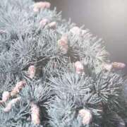 ヒメ日記 2025/04/16 23:57 投稿 内田　さえ 東京ローズマリー