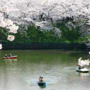 ヒメ日記 2025/04/21 11:07 投稿 内田　さえ 東京ローズマリー