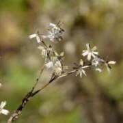 ヒメ日記 2025/04/29 23:47 投稿 内田　さえ 東京ローズマリー