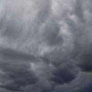 ヒメ日記 2025/05/29 17:17 投稿 内田　さえ 東京ローズマリー