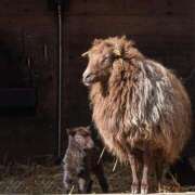 ヒメ日記 2025/11/28 22:17 投稿 内田　さえ 東京ローズマリー