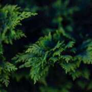 ヒメ日記 2026/02/22 20:17 投稿 内田　さえ 東京ローズマリー