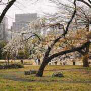 ヒメ日記 2026/03/14 19:17 投稿 内田　さえ 東京ローズマリー