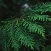 ヒメ日記 2026/03/27 18:07 投稿 内田　さえ 東京ローズマリー