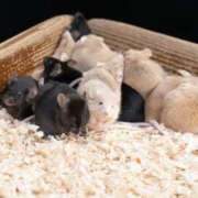 ヒメ日記 2026/04/02 23:47 投稿 内田　さえ 東京ローズマリー