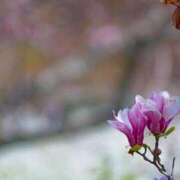 ヒメ日記 2026/04/05 20:47 投稿 内田　さえ 東京ローズマリー