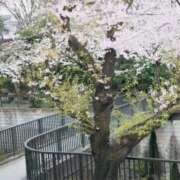 ヒメ日記 2026/04/08 16:07 投稿 内田　さえ 東京ローズマリー