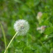 ヒメ日記 2026/04/14 09:47 投稿 内田　さえ 東京ローズマリー