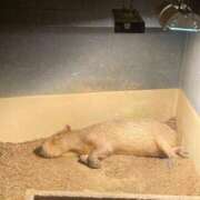 ヒメ日記 2025/04/06 16:53 投稿 りお 川越ぷよステーション