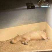 ヒメ日記 2025/07/28 07:43 投稿 りお ぷよステーション大宮店