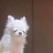 ヒメ日記 2025/11/18 14:53 投稿 りお ぷよステーション大宮店