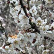 ヒメ日記 2025/03/12 22:50 投稿 いつき モアグループ小山人妻花壇