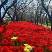 ヒメ日記 2025/10/04 23:33 投稿 いつき モアグループ小山人妻花壇