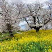 ヒメ日記 2025/04/08 10:56 投稿 真紀 優 こあくまな熟女たち 西川口店(KOAKUMAグループ)