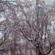 ヒメ日記 2026/03/31 13:11 投稿 冴木　なみ 人妻の秘密