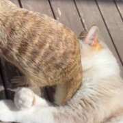 ヒメ日記 2026/04/14 17:14 投稿 冴木　なみ 人妻の秘密