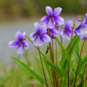 ヒメ日記 2025/01/30 01:06 投稿 すみれ 茨城龍ヶ崎取手ちゃんこ