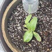 ヒメ日記 2025/07/15 08:26 投稿 すみれ 茨城龍ヶ崎取手ちゃんこ