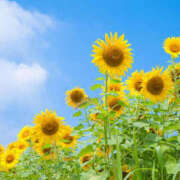 ヒメ日記 2025/08/15 14:36 投稿 すみれ 茨城龍ヶ崎取手ちゃんこ