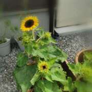 ヒメ日記 2025/07/30 07:18 投稿 綾乃 マドンナSANSAIN