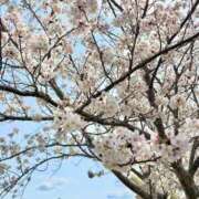 ヒメ日記 2025/04/07 15:25 投稿 なつみ アラカルト