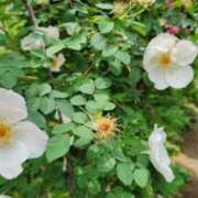 ヒメ日記 2025/05/17 23:34 投稿 内田 ローズマリー大塚