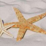 ヒメ日記 2025/08/19 20:44 投稿 内田 ローズマリー大塚