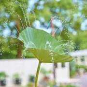 ヒメ日記 2025/10/09 00:04 投稿 内田 ローズマリー大塚