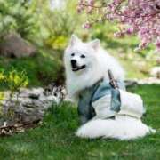 内田 成人式で暴れる奴ら…。 ローズマリー大塚