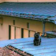 ヒメ日記 2026/02/25 23:34 投稿 内田 ローズマリー大塚