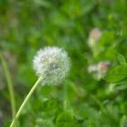 ヒメ日記 2026/04/26 20:27 投稿 内田 ローズマリー大塚