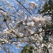 ヒメ日記 2025/04/08 20:31 投稿 れあ vivid cafe