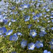 ヒメ日記 2025/05/08 07:39 投稿 日向 じゅり 快楽園 大阪梅田