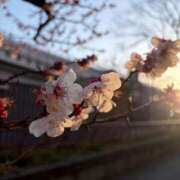 ヒメ日記 2026/03/01 10:53 投稿 岸かおり 癒したくて錦糸町店～日本人アロマ性感～