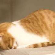 ヒメ日記 2025/04/03 21:55 投稿 かなこ 奥鉄オクテツ東京店（デリヘル市場）