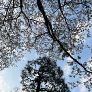 ヒメ日記 2025/04/14 16:10 投稿 かなこ 奥鉄オクテツ東京店（デリヘル市場）