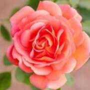 ヒメ日記 2025/01/21 22:13 投稿 みつ 即アポ奥さん ～津・松阪店～