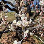 ヒメ日記 2025/03/11 21:40 投稿 みつ 即アポ奥さん ～津・松阪店～