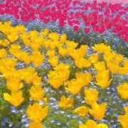 ヒメ日記 2025/05/21 17:24 投稿 みつ 即アポ奥さん ～津・松阪店～