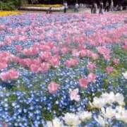 ヒメ日記 2025/05/23 16:24 投稿 みつ 即アポ奥さん ～津・松阪店～