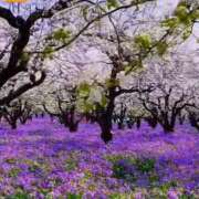 ヒメ日記 2025/05/28 16:34 投稿 みつ 即アポ奥さん ～津・松阪店～