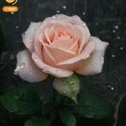 ヒメ日記 2025/06/15 00:14 投稿 みつ 即アポ奥さん ～津・松阪店～