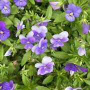 ヒメ日記 2025/06/22 21:04 投稿 みつ 即アポ奥さん ～津・松阪店～