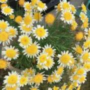 ヒメ日記 2025/06/27 21:44 投稿 みつ 即アポ奥さん ～津・松阪店～